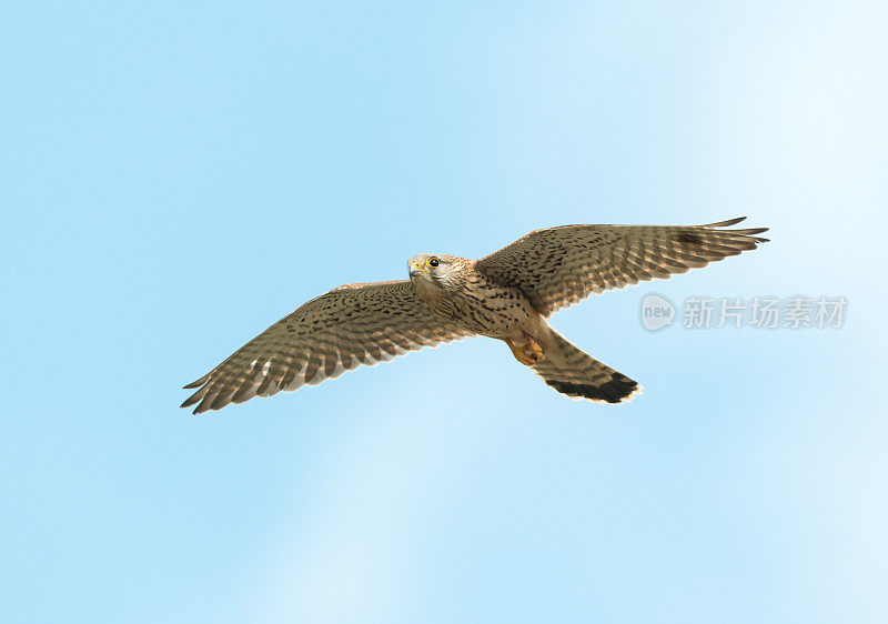 雌红隼(Falco tinnunulus)